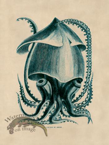 Octopus Teal 34